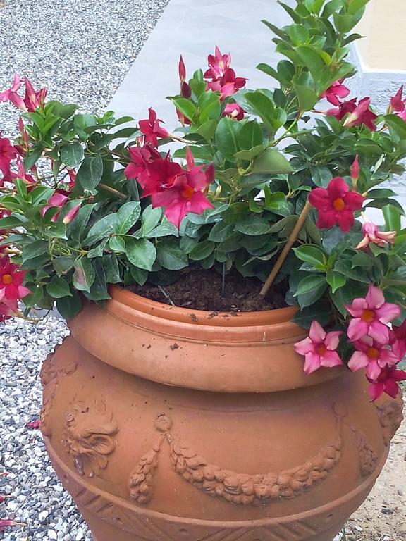 B&B Rossana Carrara Luaran gambar